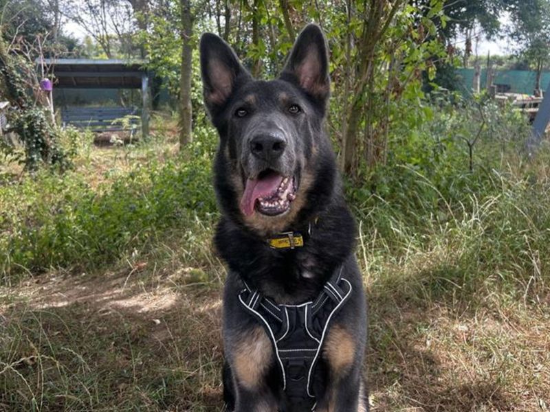 Loki Boy - Hero Image