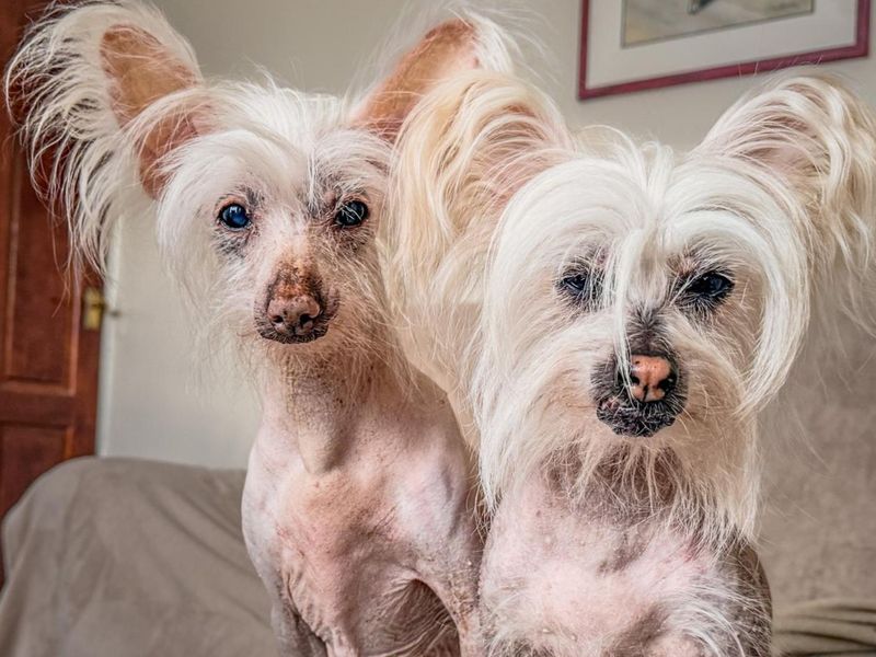 Lola Crested - Hero Image