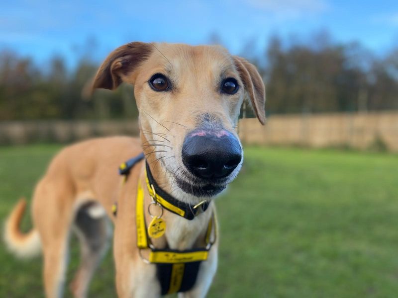 Lucas Longlegs - Hero Image