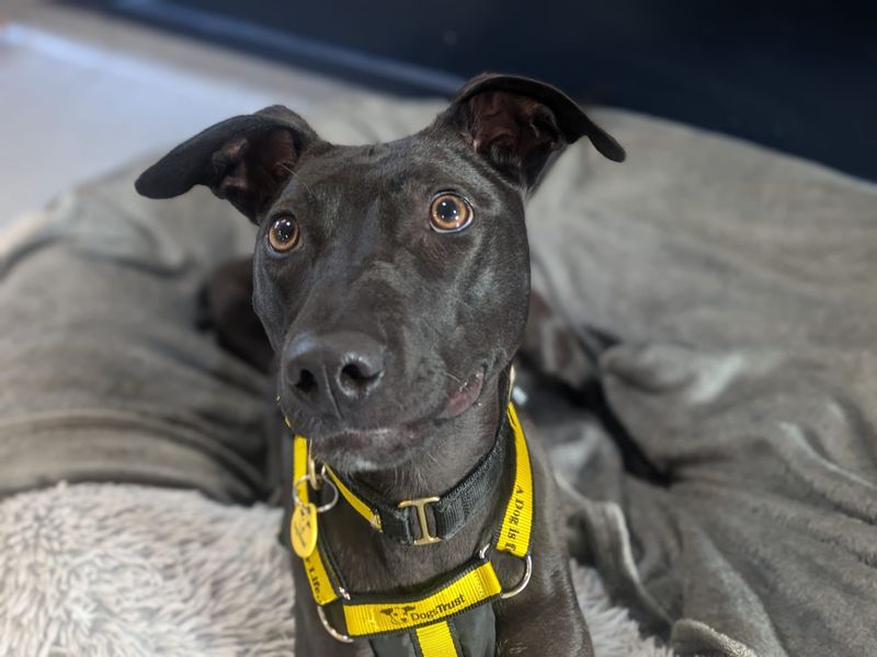 Lydia Longlegs - Hero Image