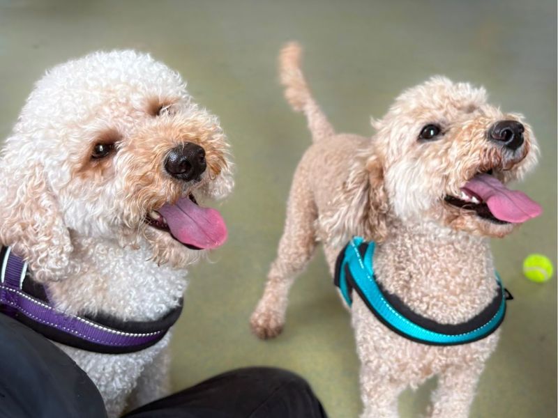Maisie & Daisie - Hero Image