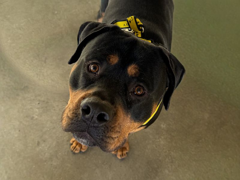 Marley - Hero Image