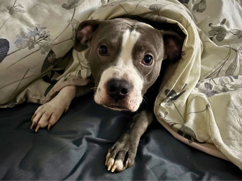Marley - Hero Image