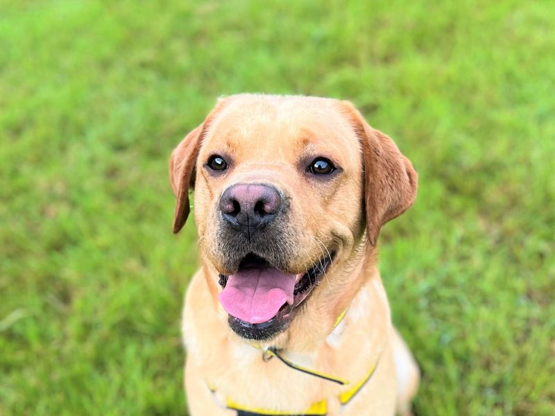 Marley - Hero Image