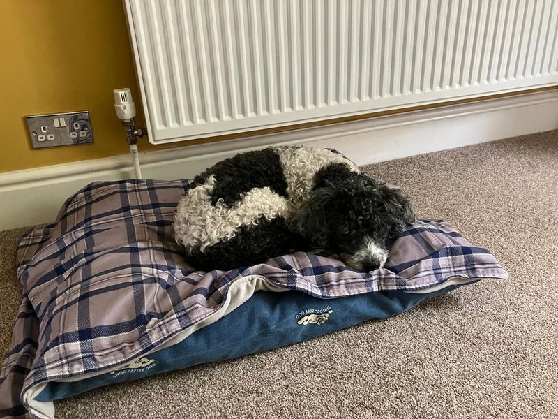 Millie - Hero Image