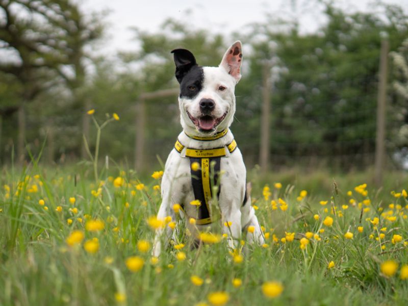 Milly - Hero Image