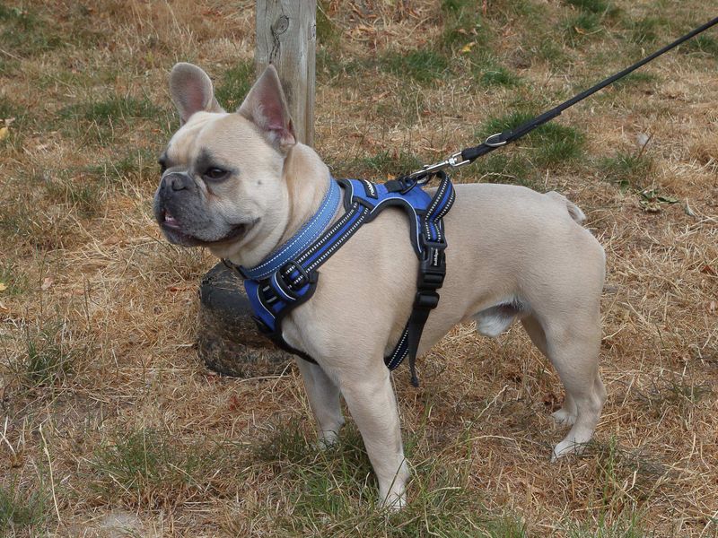 Milo - Hero Image