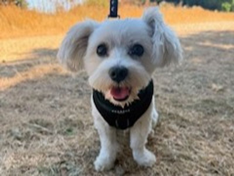 Milo - Hero Image