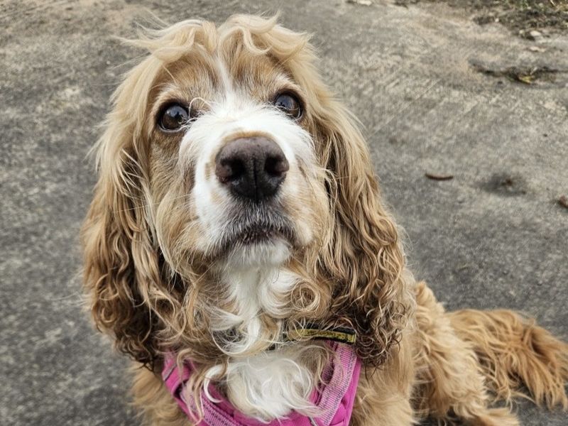 Missy & Honey - Hero Image