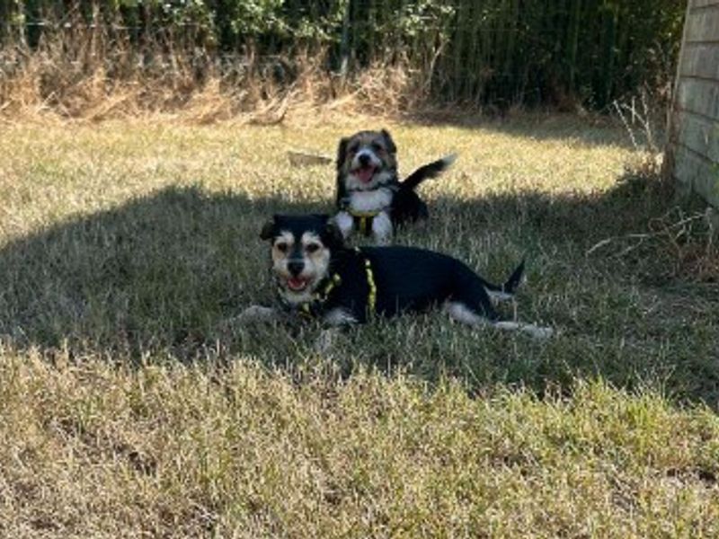 Molly Moo - Hero Image