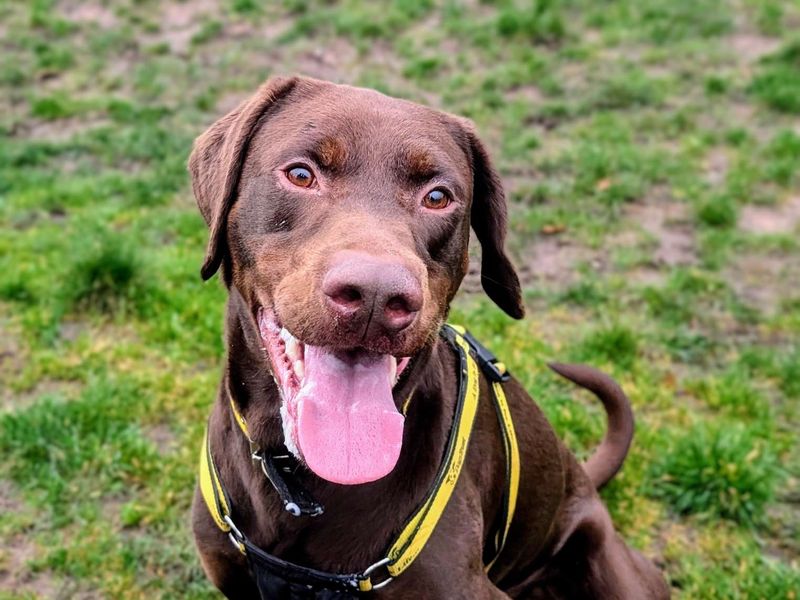 Neville - Hero Image