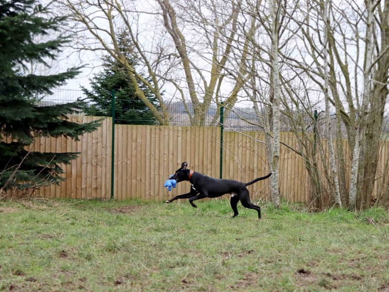 Ollie - Hero Image
