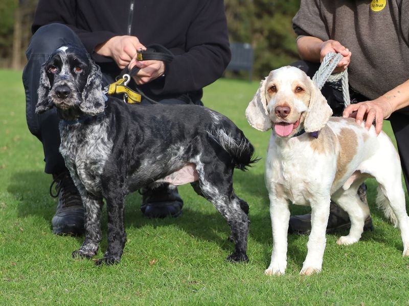 Oscar & Rocket - Hero Image