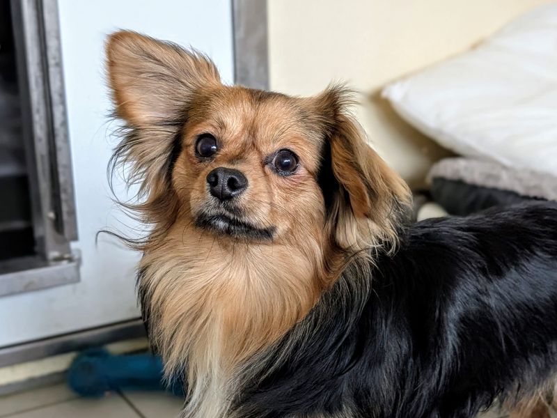 Phoenix - Hero Image