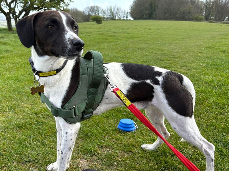 Pickles - Hero Image