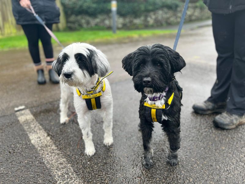 Pippin & Coco - Hero Image