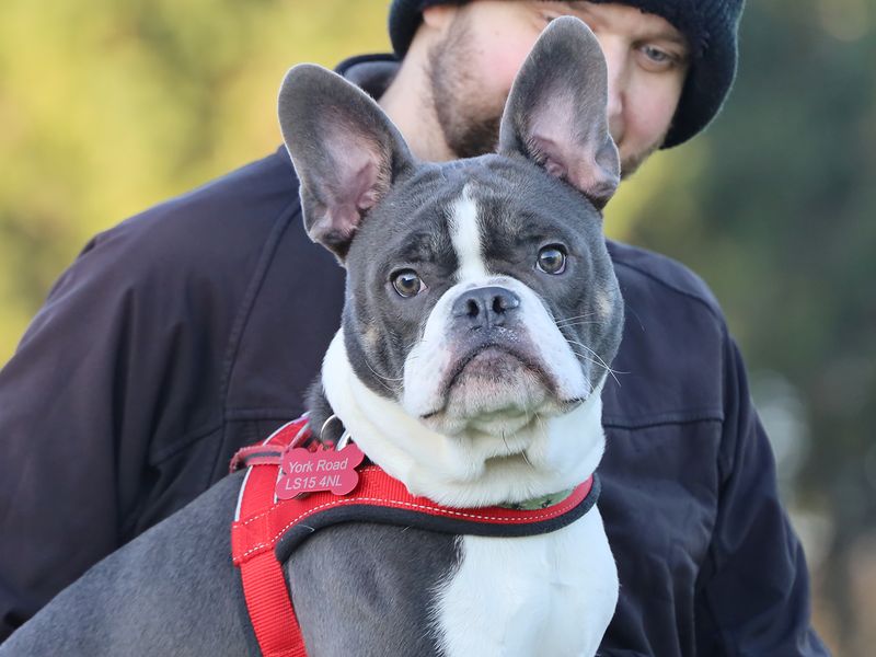 Pippin - Hero Image