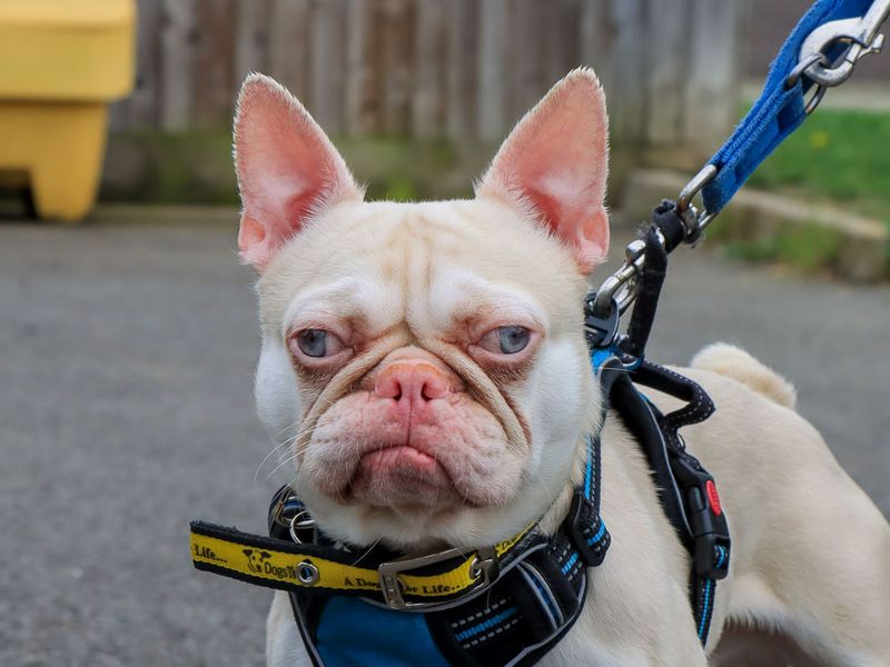 Pongo - Hero Image