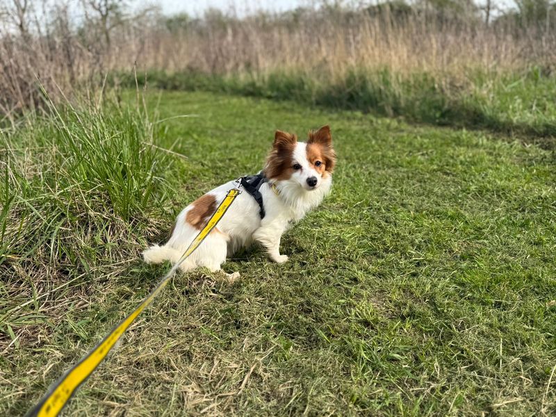 Popcorn - Hero Image