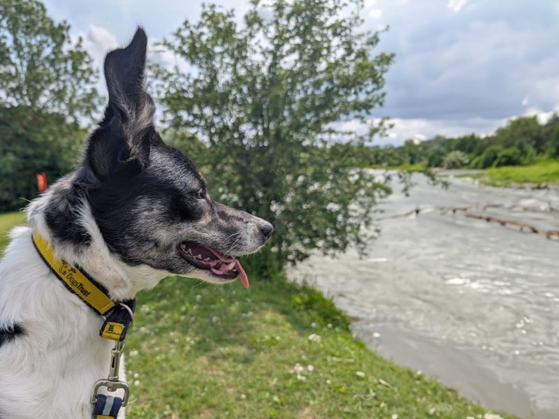 Poppy Collie - Hero Image