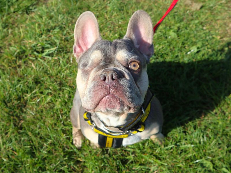 Reggie - Hero Image