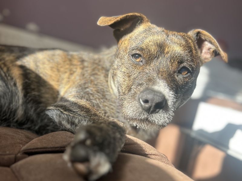 Rocky Staffy Cross - Hero Image