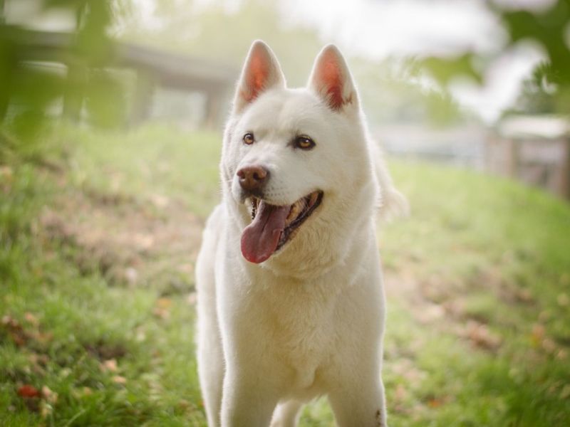 Roxy - Hero Image