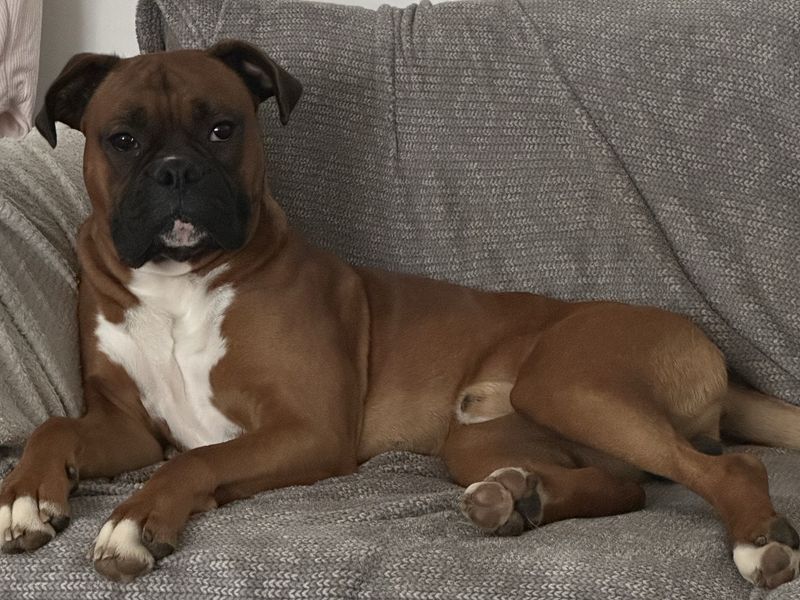 Roxy Boxer - Hero Image