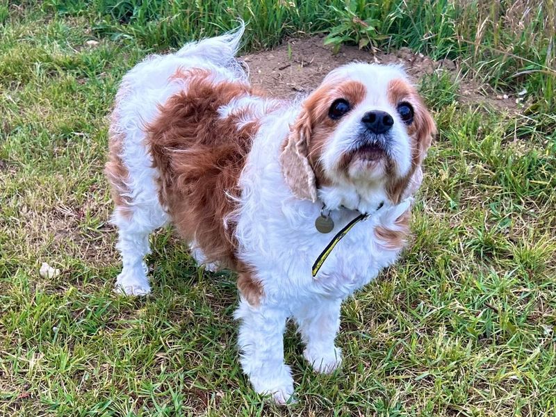 Rupert - Hero Image