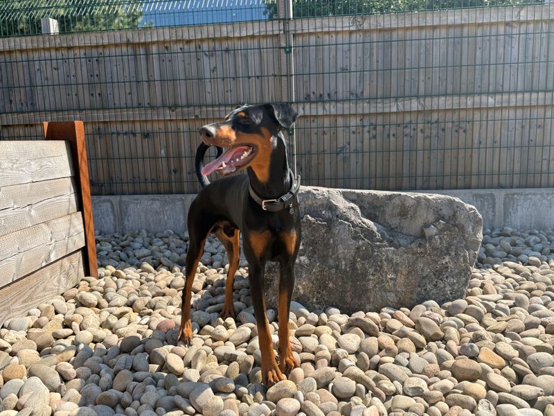 Sam Dobermann - Hero Image
