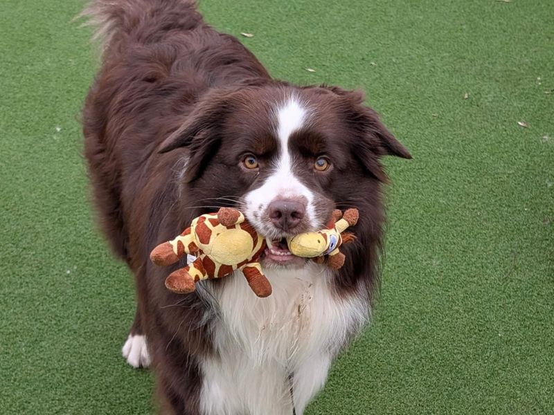 Sammy - Hero Image