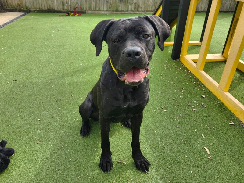 Santana - Hero Image