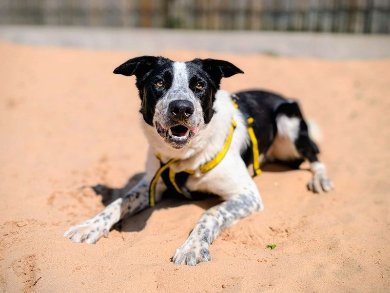 Sheldon Cooper - Hero Image