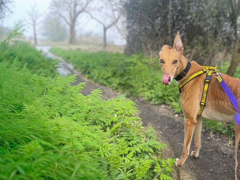 Shelley - Hero Image