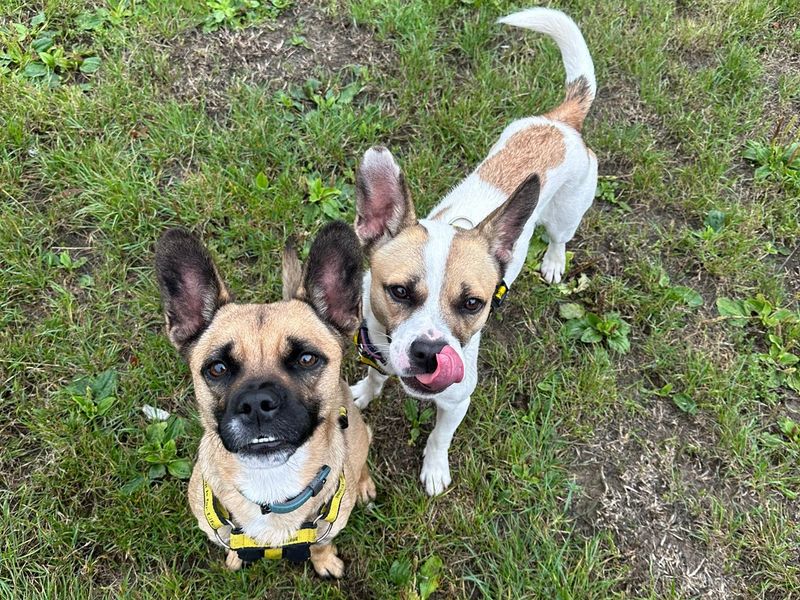 Skye & Rolo - Hero Image