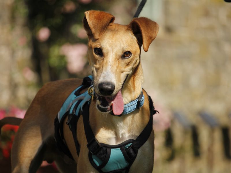 Smartie - Hero Image