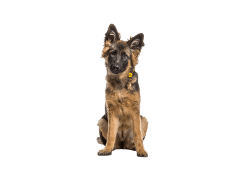 Groot - Hero Image