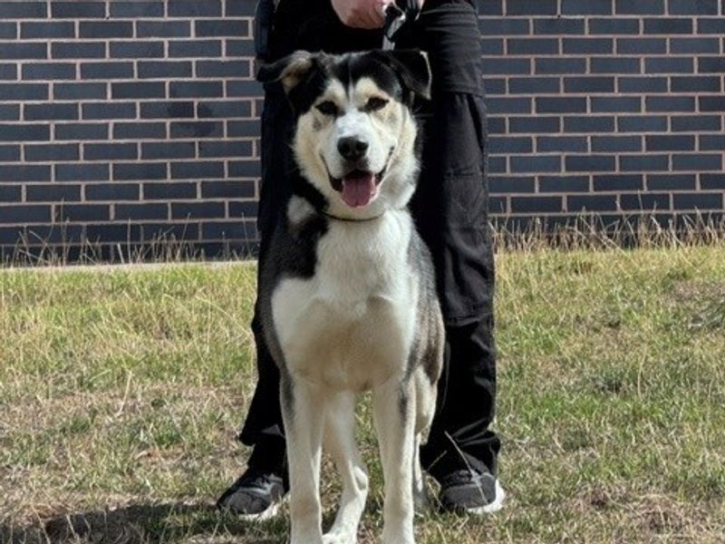 Tyson - Hero Image