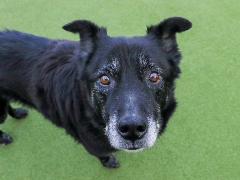 Yogi Bear - Hero Image