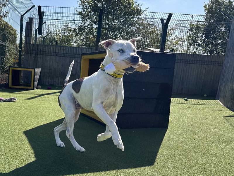 Ziggy - Hero Image
