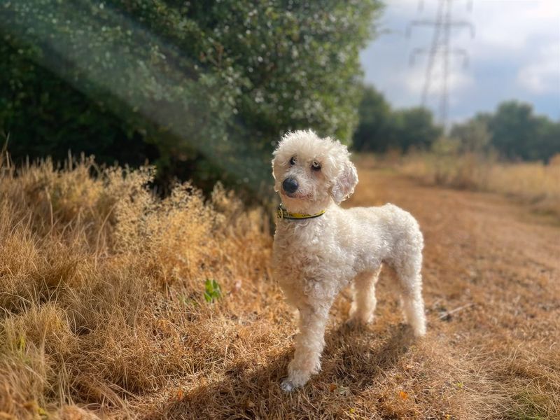 Zsazsa - Hero Image