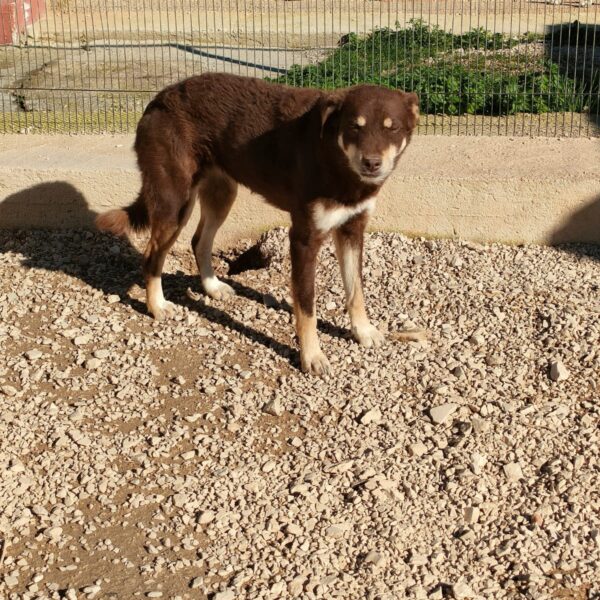 Carlotta - Hero Image