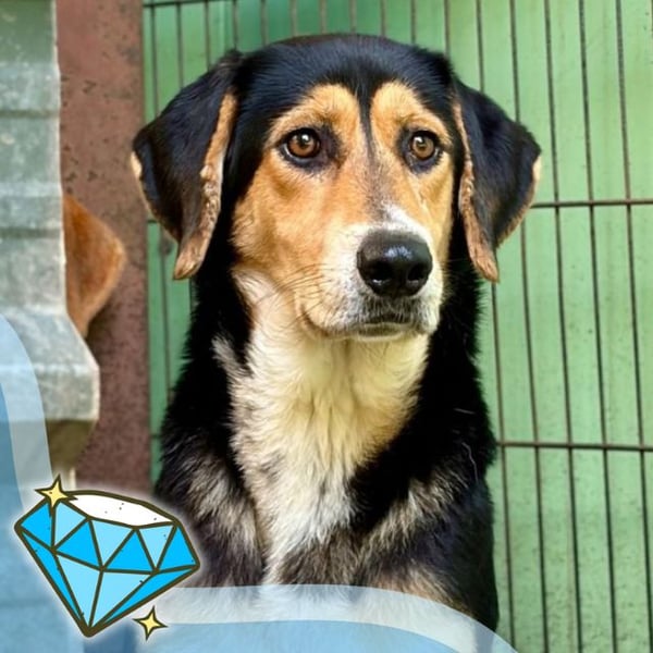 Bella - Hero Image