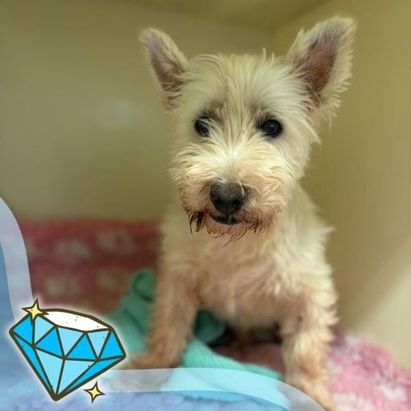 Bertie - Hero Image