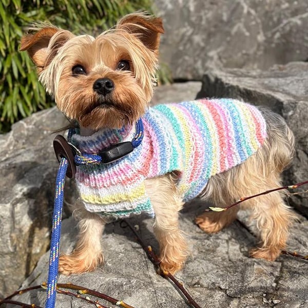 Bluebell - Hero Image