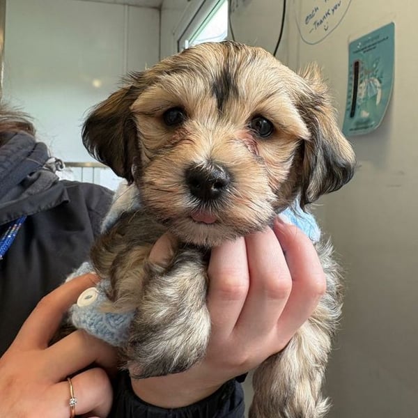 Blueberry - Hero Image