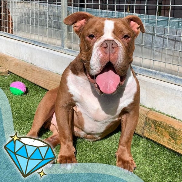 Bruno - Hero Image