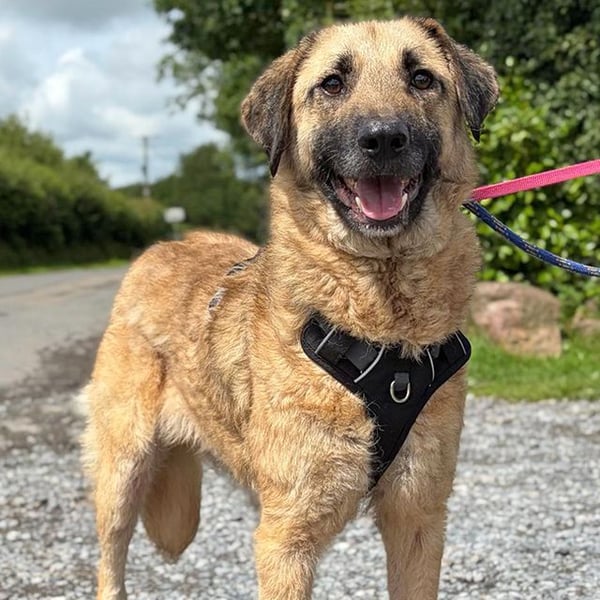 Cooper - Hero Image