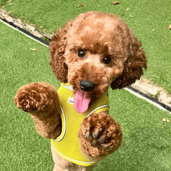 Curly - Hero Image