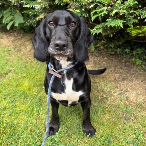 Gabriel - Hero Image